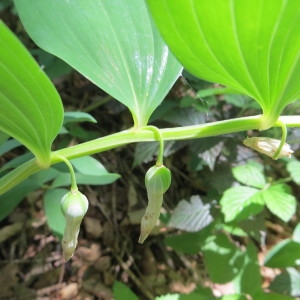 Photographie n°321272 du taxon Polygonatum odoratum (Mill.) Druce