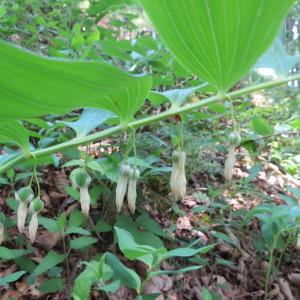 Photographie n°321274 du taxon Polygonatum odoratum (Mill.) Druce