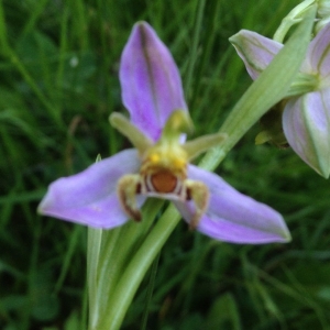 Photographie n°321302 du taxon Ophrys apifera var. aurita Moggr. [1869]