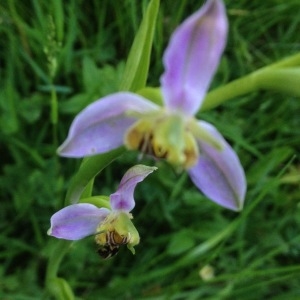 Photographie n°321303 du taxon Ophrys apifera var. aurita Moggr. [1869]