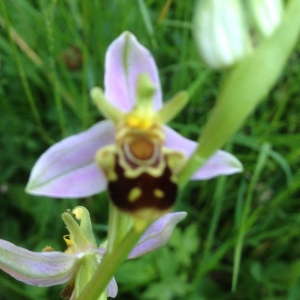 Photographie n°321304 du taxon Ophrys apifera var. aurita Moggr. [1869]