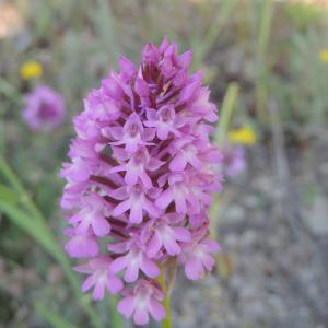 Photographie n°321323 du taxon Anacamptis pyramidalis (L.) Rich. [1817]