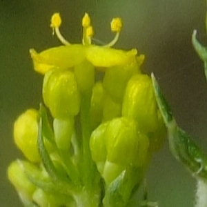 Photographie n°321359 du taxon Galium verum L. [1753]