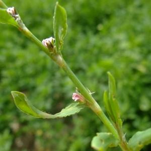 Photographie n°321366 du taxon Polygonum aviculare L. [1753]