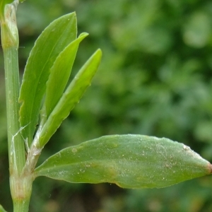 Photographie n°321368 du taxon Polygonum aviculare L. [1753]