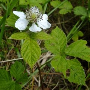 Photographie n°321374 du taxon Rubus caesius L. [1753]