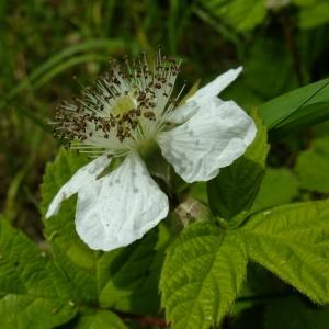 Photographie n°321375 du taxon Rubus caesius L. [1753]