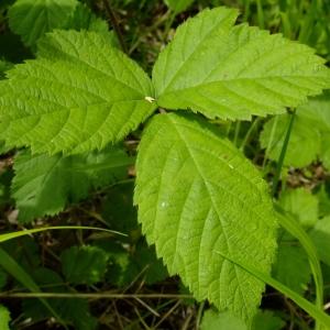 Photographie n°321377 du taxon Rubus caesius L. [1753]