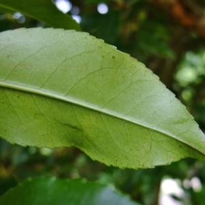 Photographie n°321393 du taxon Prunus lusitanica L. [1753]