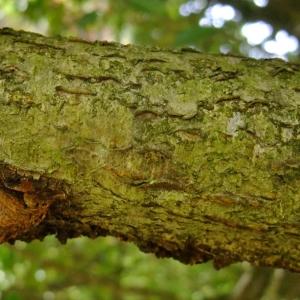 Photographie n°321394 du taxon Prunus lusitanica L. [1753]