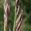 Liliane Roubaudi - Arrhenatherum elatius subsp. bulbosum (Willd.) Schübler & G.Martens [1834]