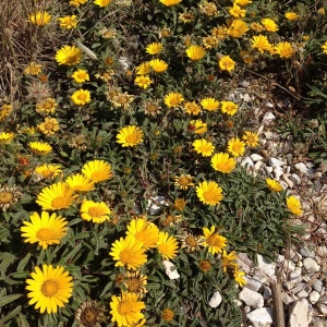 Photographie n°321437 du taxon Pallenis maritima (L.) Greuter [1997]