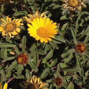 Photographie n°321438 du taxon Pallenis maritima (L.) Greuter [1997]