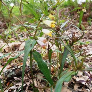 Photographie n°321515 du taxon Melampyrum pratense L. [1753]