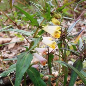 Photographie n°321516 du taxon Melampyrum pratense L. [1753]