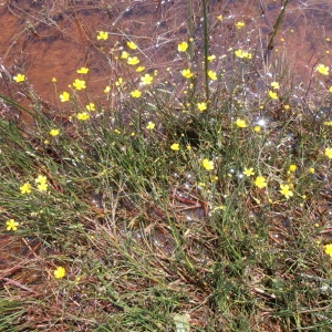 Photographie n°321518 du taxon Ranunculus flammula L. [1753]