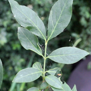 Photographie n°321627 du taxon Euonymus europaeus L. [1753]