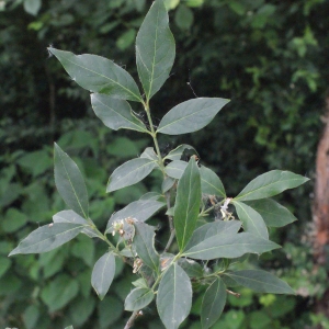 Photographie n°321629 du taxon Euonymus europaeus L. [1753]