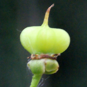 Photographie n°321631 du taxon Euonymus europaeus L. [1753]