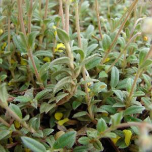  - Helianthemum oelandicum (L.) Dum.Cours. [1802]