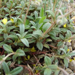  - Helianthemum oelandicum (L.) Dum.Cours. [1802]