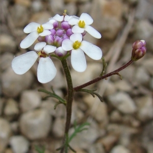 Photographie n°321677 du taxon Iberis pinnata L. [1755]