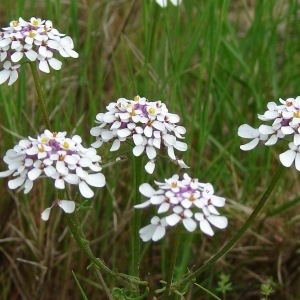 Photographie n°321678 du taxon Iberis pinnata L. [1755]