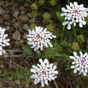 Photographie n°321681 du taxon Iberis pinnata L. [1755]