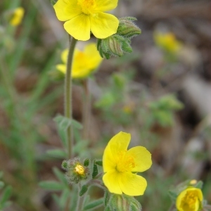 Photographie n°321682 du taxon Fumana thymifolia (L.) Spach ex Webb [1838]
