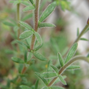 Photographie n°321683 du taxon Fumana thymifolia (L.) Spach ex Webb [1838]