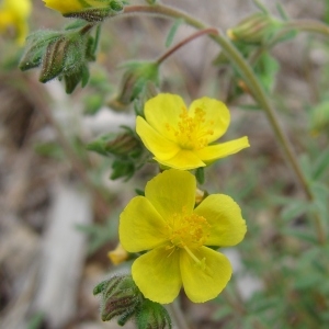Photographie n°321684 du taxon Fumana thymifolia (L.) Spach ex Webb [1838]