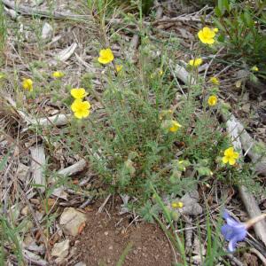 Photographie n°321685 du taxon Fumana thymifolia (L.) Spach ex Webb [1838]