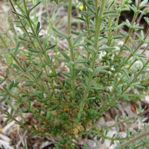 Photographie n°321686 du taxon Fumana thymifolia (L.) Spach ex Webb [1838]