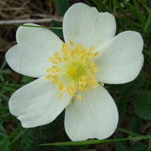 Photographie n°321703 du taxon Rosa pimpinellifolia L. [1759]