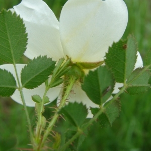 Photographie n°321710 du taxon Rosa pimpinellifolia L. [1759]