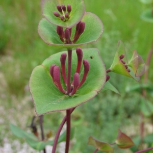  - Lonicera implexa Aiton [1789]