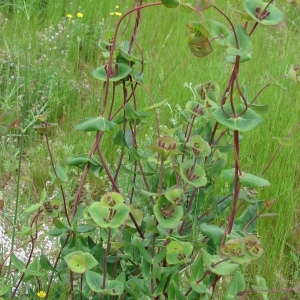  - Lonicera implexa Aiton [1789]