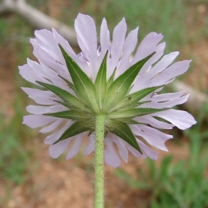 Photographie n°321744 du taxon Knautia integrifolia (L.) Bertol. [1836]