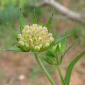 Photographie n°321745 du taxon Knautia integrifolia (L.) Bertol. [1836]