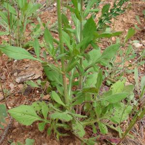 Photographie n°321747 du taxon Knautia integrifolia (L.) Bertol. [1836]