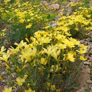 Photographie n°321750 du taxon Linum campanulatum L.