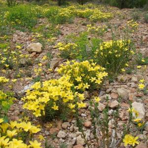 Photographie n°321751 du taxon Linum campanulatum L.