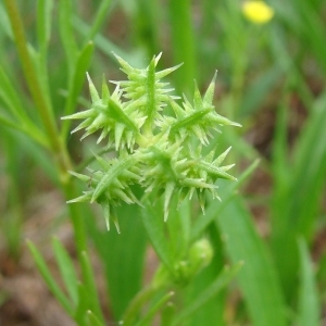  - Ranunculus arvensis L. [1753]