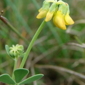 Photographie n°321763 du taxon Coronilla minima L. [1756]