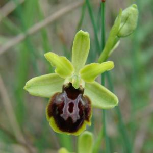 Photographie n°321776 du taxon Ophrys virescens Philippe [1859]