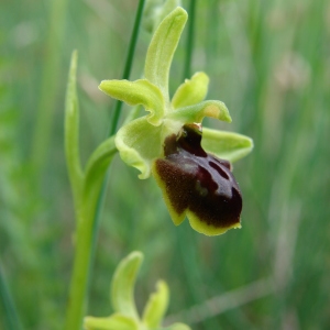 Photographie n°321777 du taxon Ophrys virescens Philippe [1859]