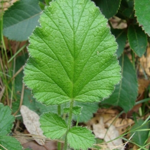 Photographie n°321779 du taxon Geum sylvaticum Pourr. [1788]