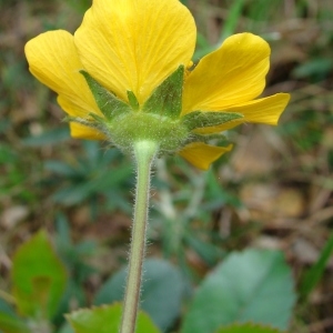 Photographie n°321780 du taxon Geum sylvaticum Pourr. [1788]