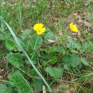 Photographie n°321781 du taxon Geum sylvaticum Pourr. [1788]