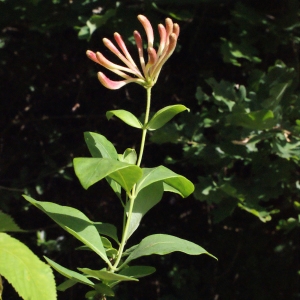 Photographie n°321782 du taxon Lonicera periclymenum L. [1753]